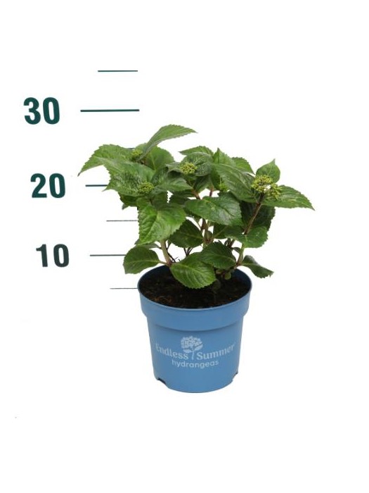 Hortenzija Endless Sum. Pop Star® Pink (Lot Hydrangea Endless Sum.