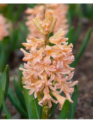 Hiacintas (Lot Hyacinthus) 'Gipsy Queen'-HIACINTAI-SVOGŪNINĖS GĖLĖS