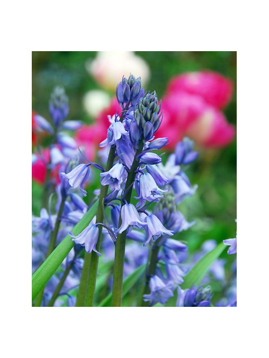 Hiacinoidai (Lot Hyacinthoides hisp.) 'Excelsior'-KITI-DAUGIAMETĖS GĖLĖS