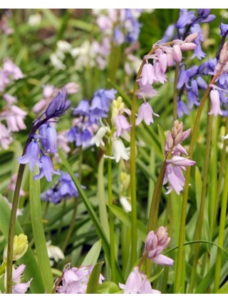 Hyacinthoides gemengd (Lot Hyacinthoides gemengd)-KITI-DAUGIAMETĖS GĖLĖS