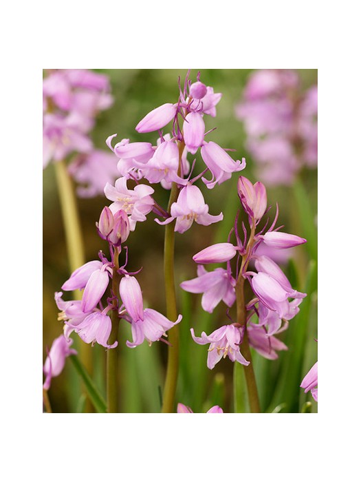 Hiacinoidai roze (Lot Hyacinthoides hispanica roze)-KITI-DAUGIAMETĖS GĖLĖS