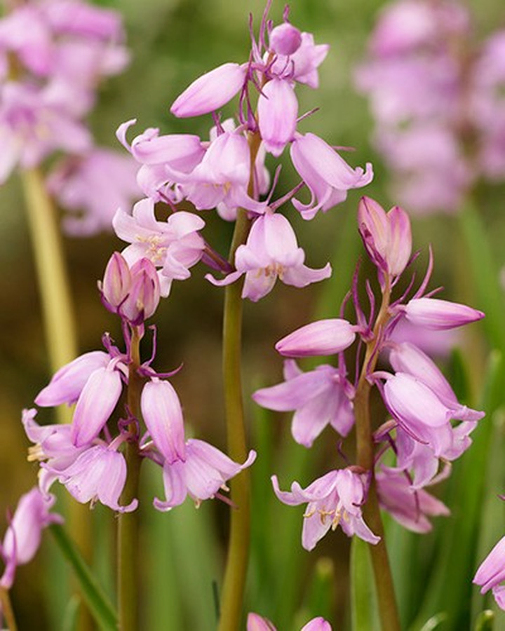 Hiacinoidai roze (Lot Hyacinthoides hispanica roze)-KITI-DAUGIAMETĖS GĖLĖS