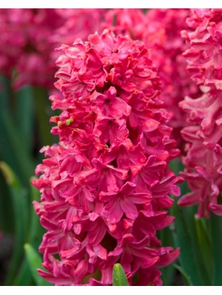 Hiacintas (Lot Hyacinthus) 'Jan Bos'-HIACINTAI-SVOGŪNINĖS GĖLĖS