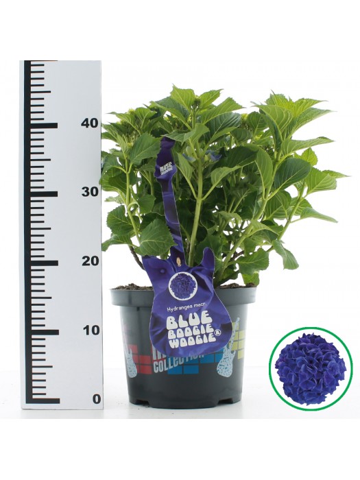 Hortenzija didžialapė (Lot Hydrangea m.) 'Blue Boogiewoogie' C5/P23 30-40 CM-DIDŽIALAPĖS HORTENZIJOS-HORTENZIJOS