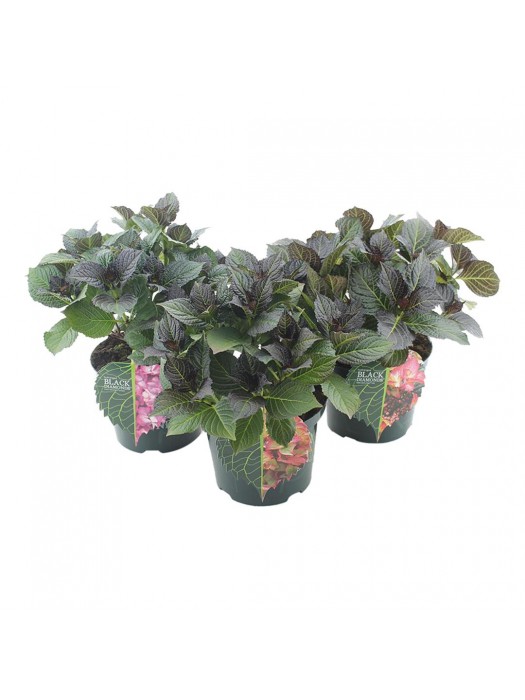 Hortenzija didžialapė (Lot Hydrangea m.) 'Black Diamond' C5/P23 30-40 CM-DIDŽIALAPĖS HORTENZIJOS-HORTENZIJOS