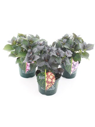Hortenzija didžialapė (Lot Hydrangea m.) 'Black Diamond' C5/P23 30-40 CM-DIDŽIALAPĖS HORTENZIJOS-HORTENZIJOS