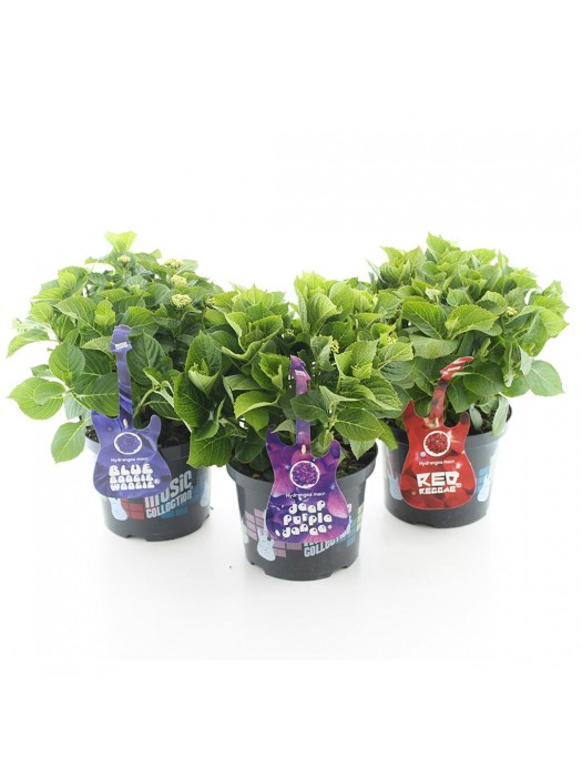 Hortenzija didžialapė (Lot Hydrangea m.) 'Deep Purple Dance' C5/P23 30-40 CM-DIDŽIALAPĖS HORTENZIJOS-HORTENZIJOS