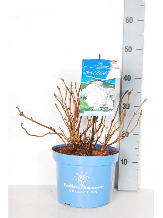 Hortenzija Endless Sum. The Bride® White (Lot Hydrangea Endless Sum.