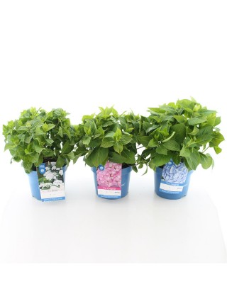 Hortenzija Endless Sum. The Bride® White (Lot Hydrangea Endless Sum.