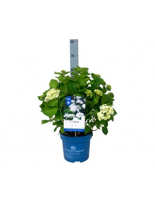 Hortenzija Endless Sum. The Bride® White (Lot Hydrangea Endless Sum.