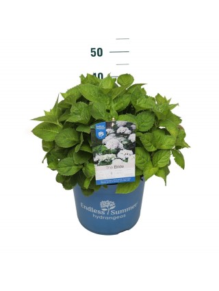 Hortenzija Endless Sum. The Bride® White (Lot Hydrangea Endless Sum.
