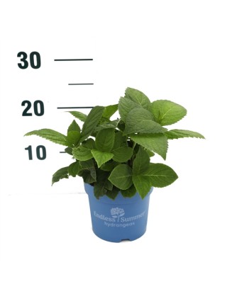 Hortenzija Endless Sum. The Bride® White (Lot Hydrangea Endless Sum.