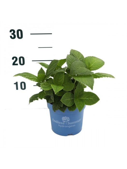 Hortenzija Endless Sum. The Bride® White (Lot Hydrangea Endless Sum.