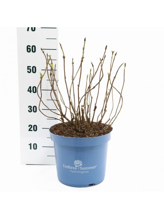 Hortenzija Endless Sum. The Bride® White (Lot Hydrangea Endless Sum.
