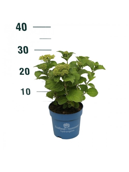 Hortenzija Endless Sum. Summer Love® Purple (Lot Hydrangea Endless Sum.