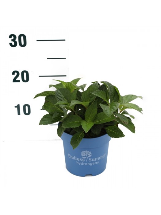 Hortenzija Endless Sum. Summer Love® Red (Lot Hydrangea Endless Sum.