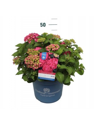 Hortenzija Endless Sum. Summer Love® Red (Lot Hydrangea Endless Sum.