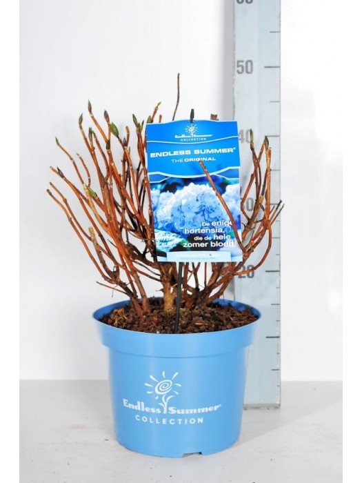 Hortenzija Endless Sum. The Original® Blue (Lot Hydrangea Endless Sum.