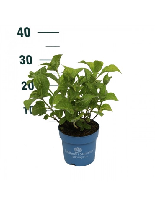 Hortenzija Endless Sum. The Original® Blue (Lot Hydrangea Endless Sum.