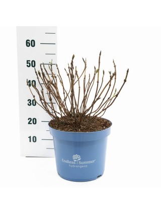 Hortenzija Endless Sum. The Original® Blue (Lot Hydrangea Endless Sum.