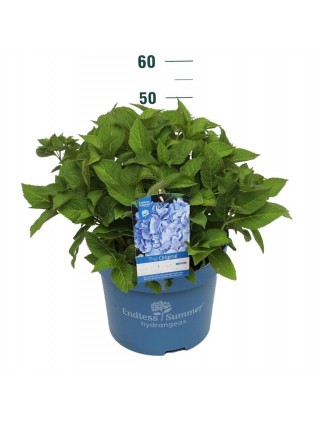 Hortenzija Endless Sum. The Original® Blue (Lot Hydrangea Endless Sum.