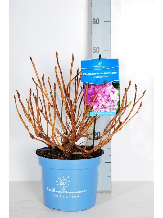 Hortenzija Endless Sum. The Original® Pink (Lot Hydrangea Endless Sum.