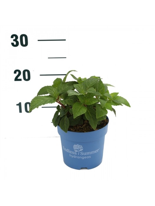 Hortenzija Endless Sum. The Original® Pink (Lot Hydrangea Endless Sum.