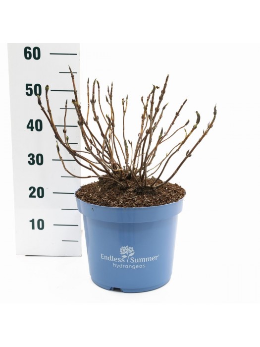 Hortenzija Endless Sum. The Original® Pink (Lot Hydrangea Endless Sum.