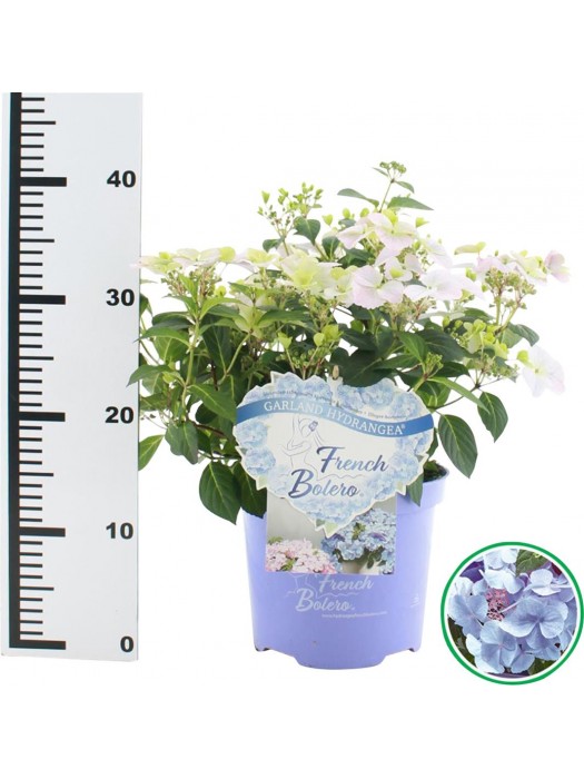 Hortenzija didžialapė (Lot Hydrangea m.) 'French Bolero Blue' C3/P19 25-30 CM-DIDŽIALAPĖS HORTENZIJOS-HORTENZIJOS