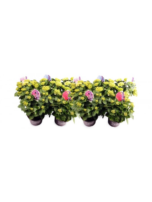 Hortenzija didžialapė (Lot Hydrangea m.) 'Forever&Ever' C5/P23 30-40 CM MIX 3x17 'Blue', 'Pink' & 'White' + 1x9