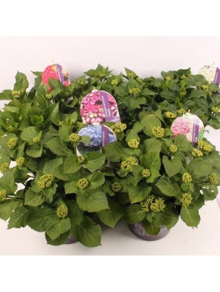 Hortenzija didžialapė (Lot Hydrangea m.) 'Forever&Ever' C5/P23 30-40 CM MIX 3x17 'Blue', 'Pink' & 'White' + 1x9