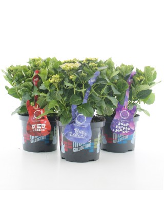 Hortenzija mix magical Four Seasons (Lot Hydrangea mix magical Four Seasons) C5/P23 30-40 CM-DIDŽIALAPĖS