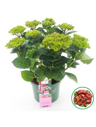 Hortenzija didžialapė (Lot Hydrangea m.) 'Greenfire' C5/P23 30-40 CM-DIDŽIALAPĖS HORTENZIJOS-HORTENZIJOS