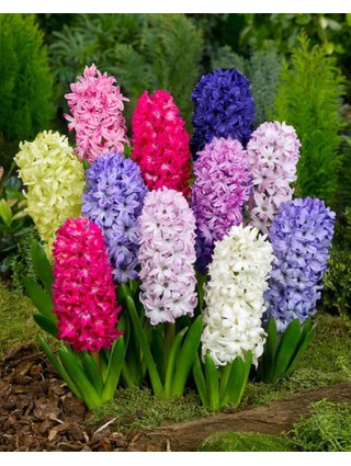 Hiacintas mix (Lot Hyacinthus mix)-HIACINTAI-SVOGŪNINĖS GĖLĖS