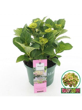 Hortenzija didžialapė (Lot Hydrangea m.) 'Jewel Pink' C5/P23 30-40 CM-DIDŽIALAPĖS HORTENZIJOS-HORTENZIJOS