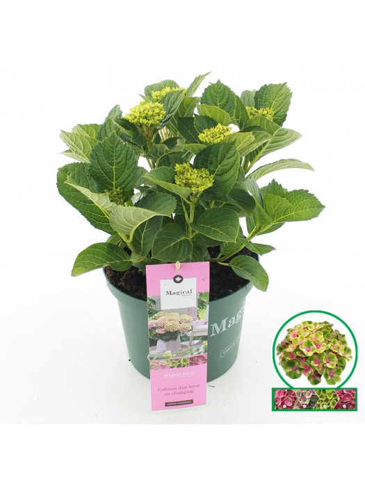 Hortenzija didžialapė (Lot Hydrangea m.) 'Jewel Pink' C5/P23 30-40 CM-DIDŽIALAPĖS HORTENZIJOS-HORTENZIJOS