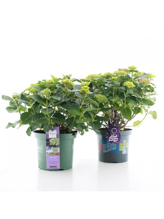 Hortenzija didžialapė in cult. (Licence) (Lot Hydrangea m. in cult.