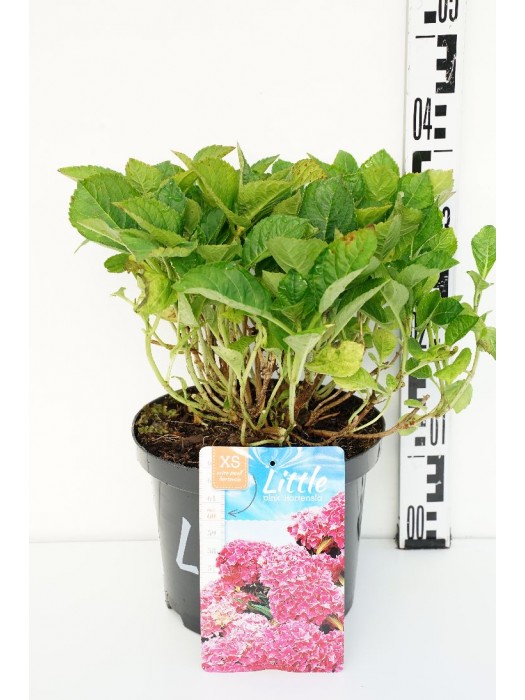 Hortenzija didžialapė (Lot Hydrangea m.) 'Little Pink' C5/P23 30-40 CM-DIDŽIALAPĖS HORTENZIJOS-HORTENZIJOS