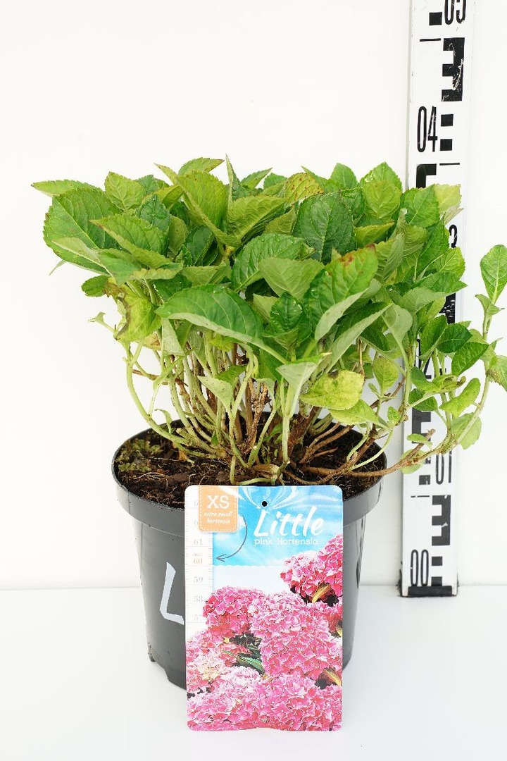 Hortenzija didžialapė (Lot Hydrangea m.) 'Little Pink' C5/P23 30-40 CM-DIDŽIALAPĖS HORTENZIJOS-HORTENZIJOS