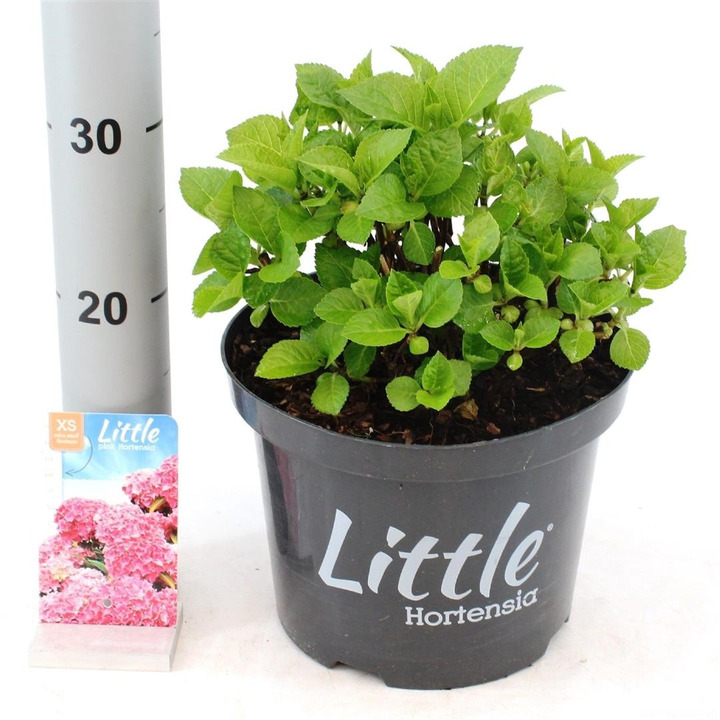 Hortenzija didžialapė (Lot Hydrangea m.) 'Little Pink' C5/P23 30-40 CM-DIDŽIALAPĖS HORTENZIJOS-HORTENZIJOS