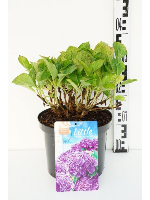 Hortenzija didžialapė (Lot Hydrangea m.) 'Little Purple' C5/P23 30-40 CM-DIDŽIALAPĖS HORTENZIJOS-HORTENZIJOS
