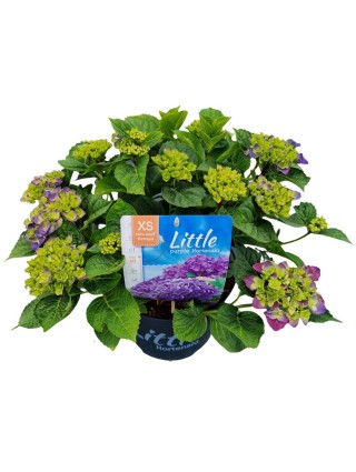 Hortenzija didžialapė (Lot Hydrangea m.) 'Little Purple' C5/P23 30-40 CM-DIDŽIALAPĖS HORTENZIJOS-HORTENZIJOS