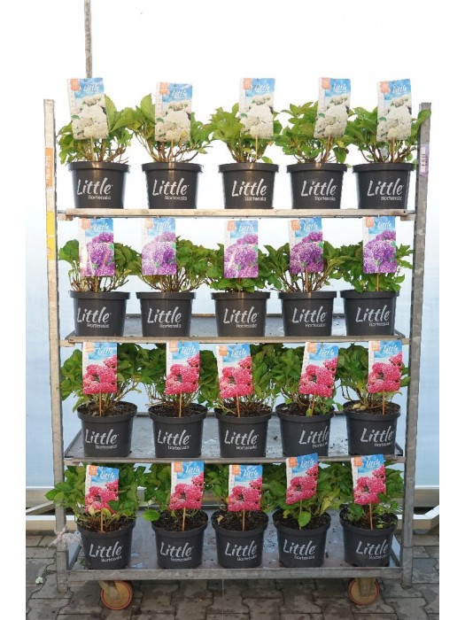 Hortenzija didžialapė (Lot Hydrangea m.) 'Little Collection' C5/P23 30-40 CM-DIDŽIALAPĖS HORTENZIJOS-HORTENZIJOS