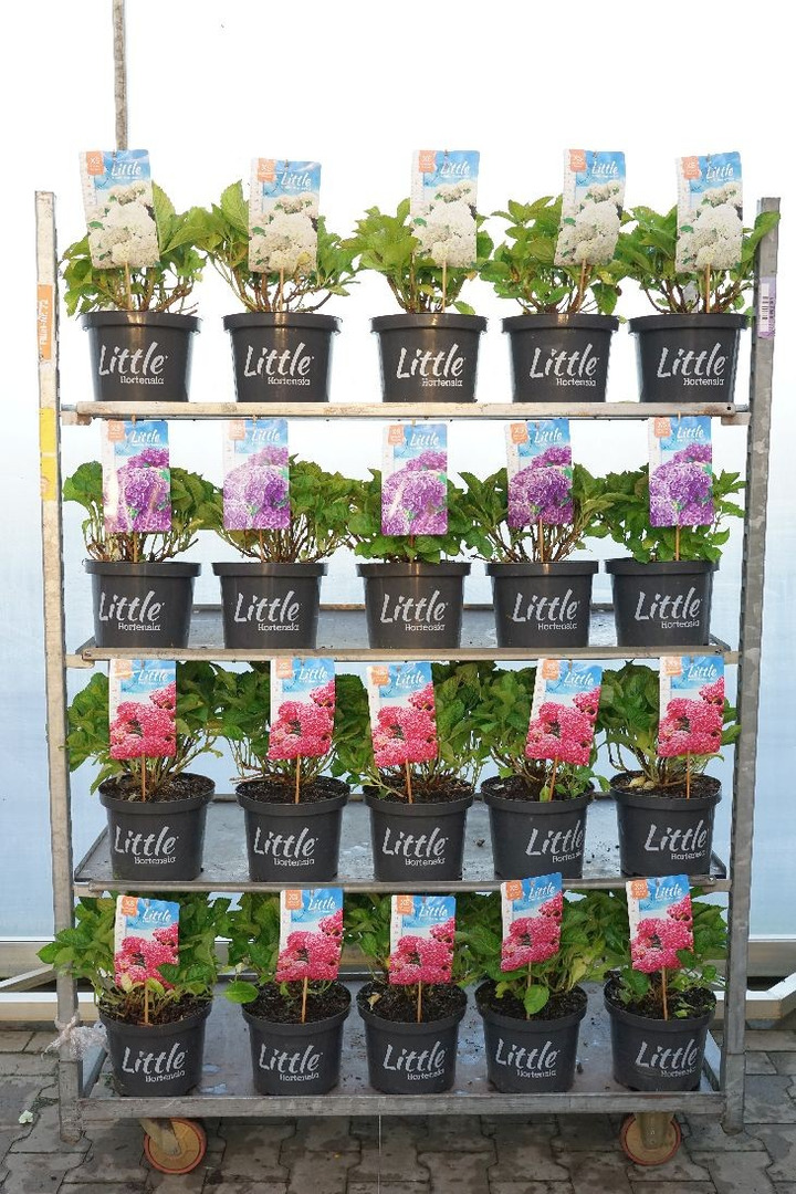Hortenzija didžialapė (Lot Hydrangea m.) 'Little Collection' C5/P23 30-40 CM-DIDŽIALAPĖS HORTENZIJOS-HORTENZIJOS