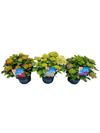Hortenzija didžialapė (Lot Hydrangea m.) 'Little Collection' C5/P23 30-40 CM-DIDŽIALAPĖS HORTENZIJOS-HORTENZIJOS