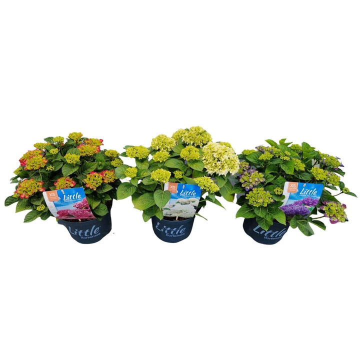 Hortenzija didžialapė (Lot Hydrangea m.) 'Little Collection' C5/P23 30-40 CM-DIDŽIALAPĖS HORTENZIJOS-HORTENZIJOS