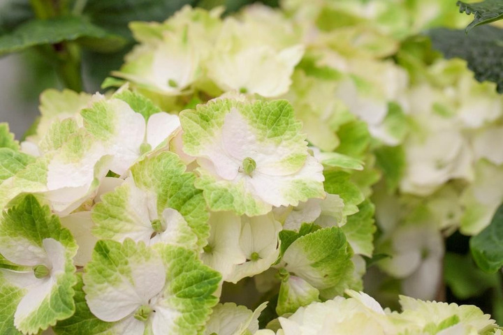 Hortenzija didžialapė (Lot Hydrangea m.) 'Mag. Noblesse' C5/P23 30-40 CM-DIDŽIALAPĖS HORTENZIJOS-HORTENZIJOS