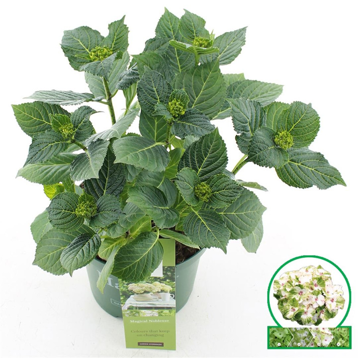 Hortenzija didžialapė (Lot Hydrangea m.) 'Mag. Noblesse' C5/P23 30-40 CM-DIDŽIALAPĖS HORTENZIJOS-HORTENZIJOS