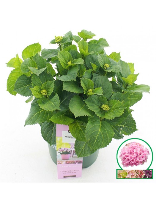 Hortenzija didžialapė (Lot Hydrangea m.) 'Mag. Revolution' C5/P23 30-40 CM-DIDŽIALAPĖS HORTENZIJOS-HORTENZIJOS