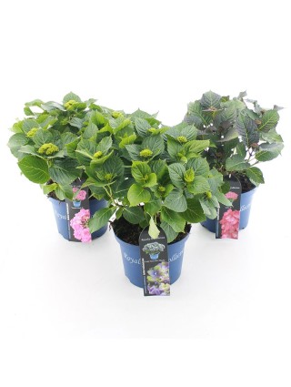 Hortenzija didžialapė (Lot Hydrangea m.) 'Royalty Collection' C5/P23 30-40 CM-DIDŽIALAPĖS HORTENZIJOS-HORTENZIJOS